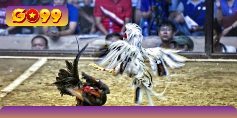 Hướng dẫn newbie cách xem ổn định chọi gà