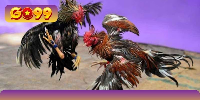 Sức hút riêng biệt của các game đá gà Thomo online