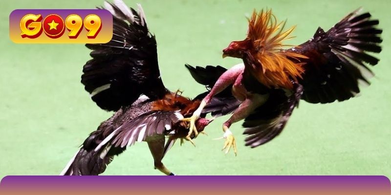 Đặt cược đấu chọi chiến kê nhận quà lớn tại GO99