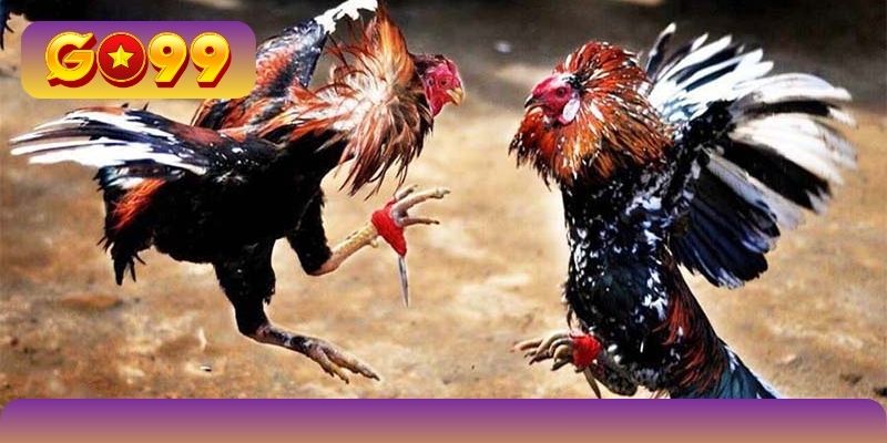 Trận đấu chọi chiến kê có thể thay đổi vì yếu tố gì